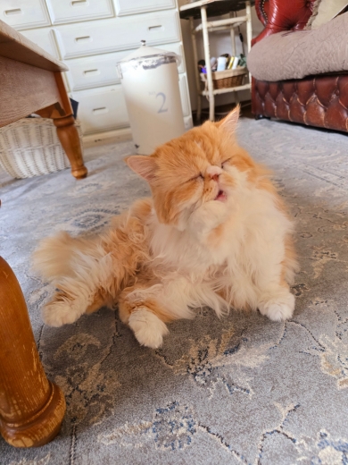 うんちを頑張っている猫の表情