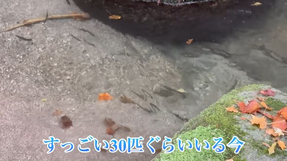 渓谷で発見したサケ科の魚