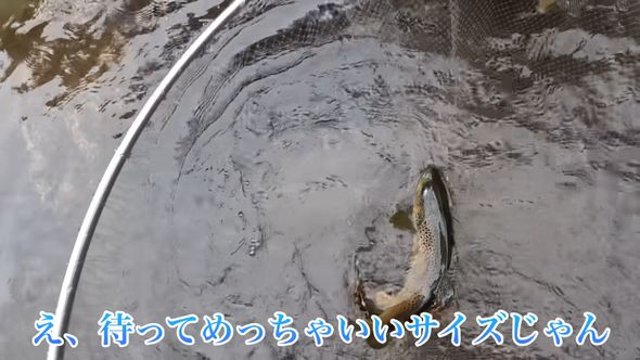 網で捕まえた大きなサイズのブラウントラウト