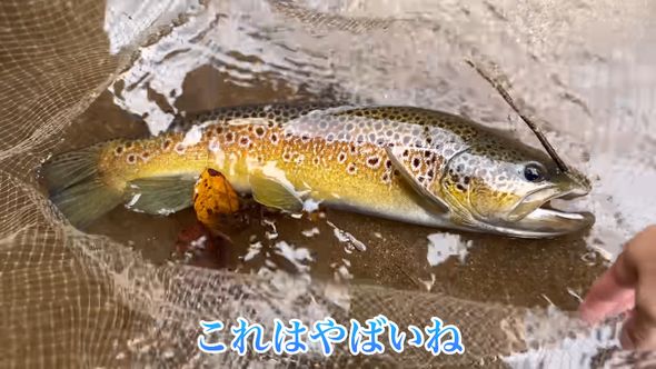 網で捕まえたブラウントラウトの全身