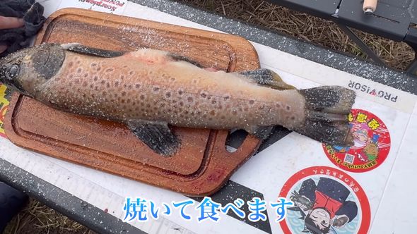 捕まえたブラウントラウトを丸ごと塩焼きにする