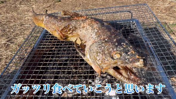 完成したブラウントラウトの塩焼き