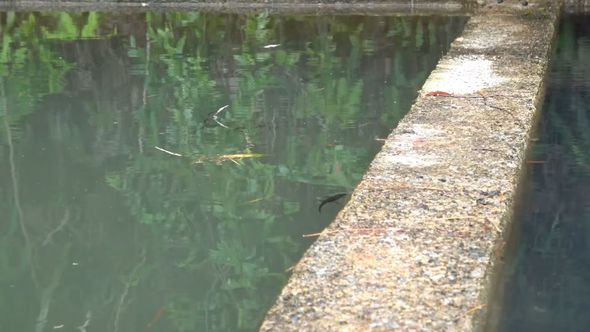 人工池に見えるターゲット