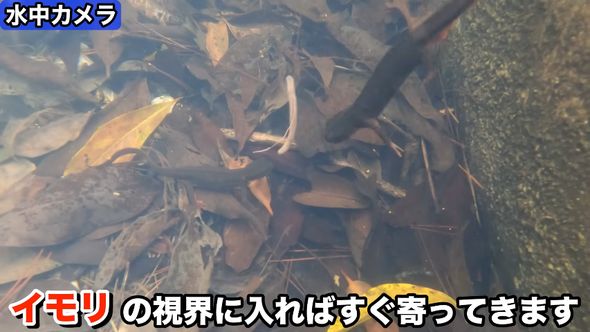 水中カメラが捉えたミミズに近寄ってくる2匹のオキナワシリケンイモリ