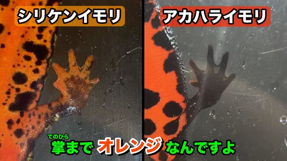 足の裏側がオレンジ色のオキナワシリケンイモリと黒色のアカハライモリ