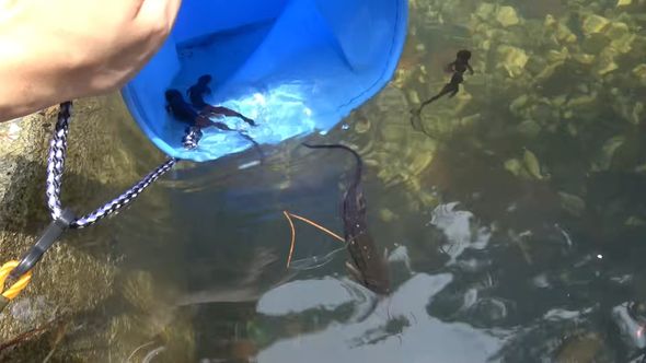 撮影後、釣り上げたオキナワシリケンイモリを池に戻す