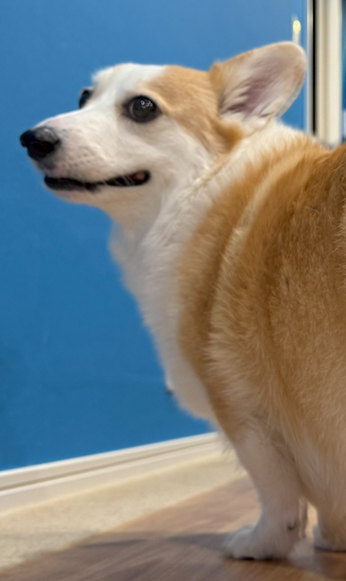 コーギーの上半身