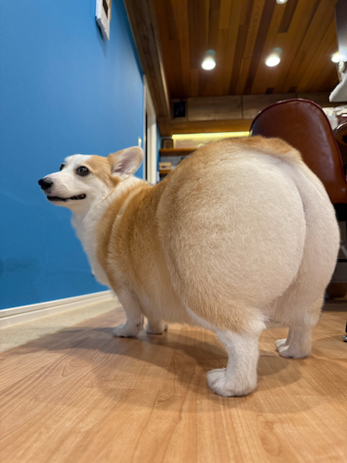 コーギーの全身