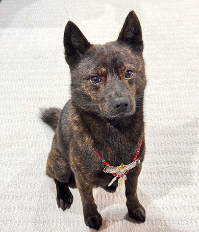 胸に飾りをつけた甲斐犬