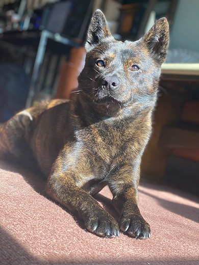 日の光に照らされた甲斐犬