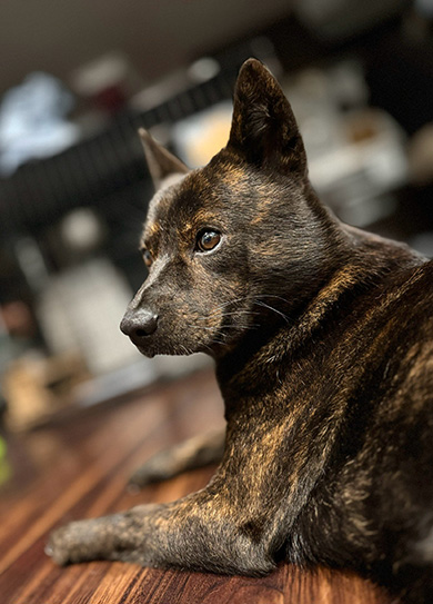 左を向く甲斐犬