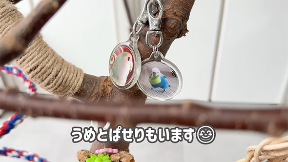 うめとぱせりもいます