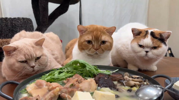 テーブルにおいた鍋と猫ちゃん