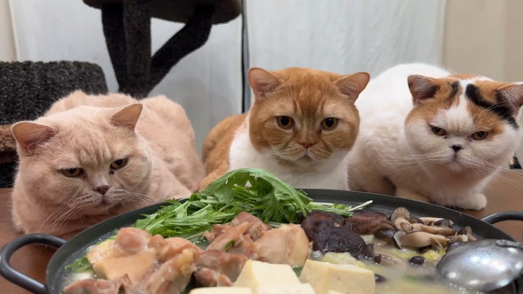 テーブルにおいた鍋と猫ちゃん