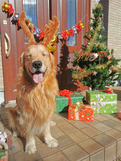 笑顔のゴールデンレトリバーのワンコ