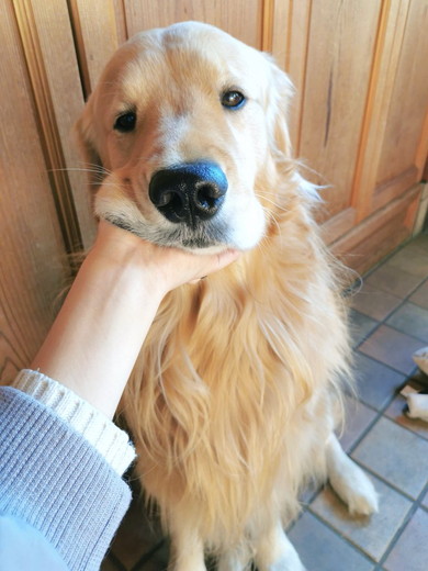 座っているゴールデンレトリバーのワンコ