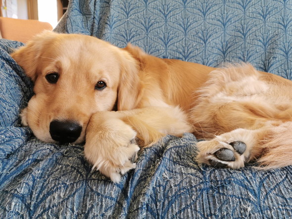 くつろいでいるゴールデンレトリバーのワンコ