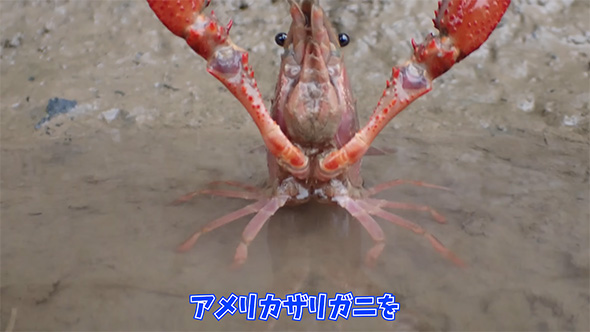 アメリカザリガニを