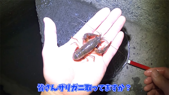 皆さんザリガニ