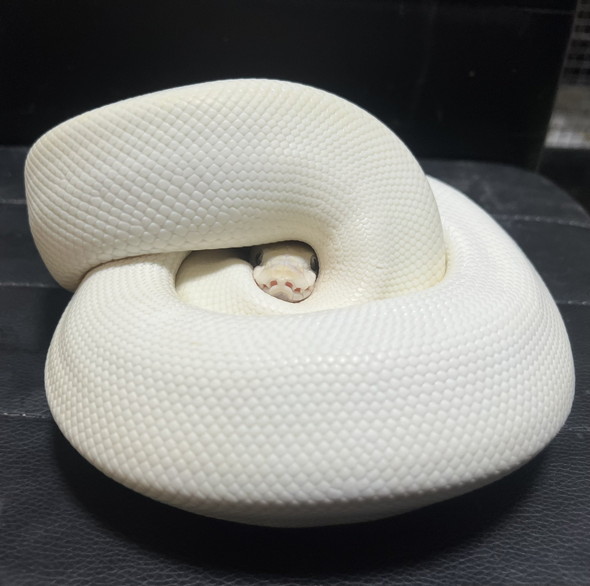 鏡餅のような白蛇さんの写真