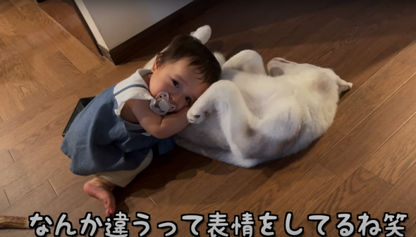 ワンコのモフモフボディを大満喫