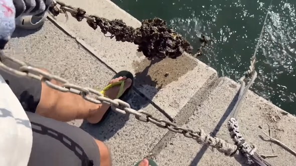 イシダイを釣るためカキやウニを採取