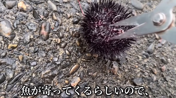 イシダイを釣るためウニをまき餌として使う