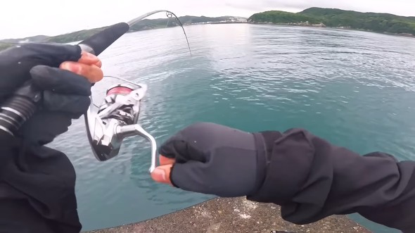 イシダイ釣りをしていたら非常に強い引きが来た