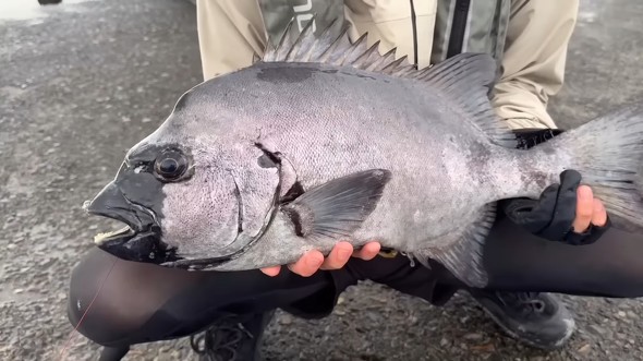 堤防で釣れた白銀口黒のイシダイ