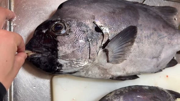 堤防で釣ったイシダイの刺し身