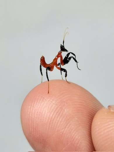 ハナカマキリの赤ちゃん