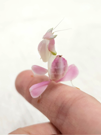 ハナカマキリの成虫になる前の姿