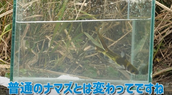 マニア垂涎級の魚を水槽に入れてみたら