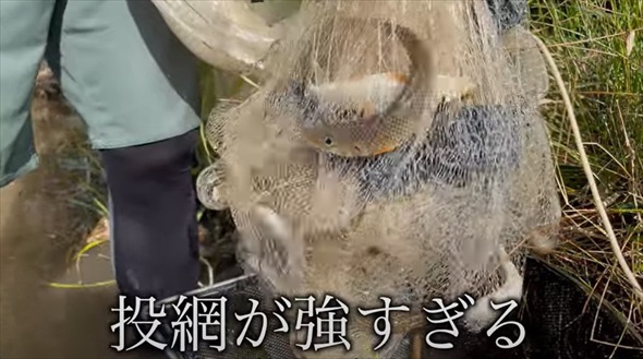 マニア垂涎級の魚を水槽に入れてみたら
