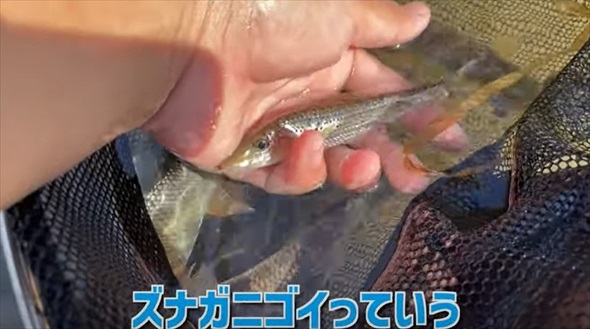 マニア垂涎級の魚を水槽に入れてみたら