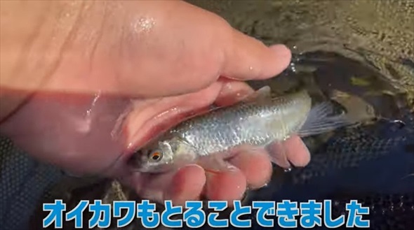 マニア垂涎級の魚を水槽に入れてみたら