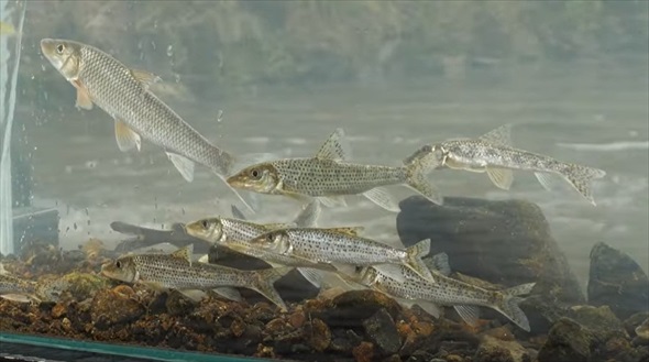 マニア垂涎級の魚を水槽に入れてみたら