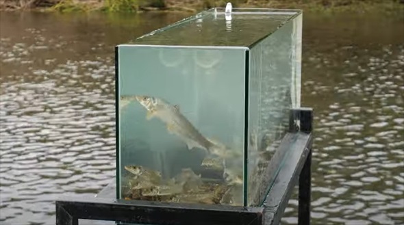 マニア垂涎級の魚を水槽に入れてみたら