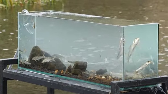 マニア垂涎級の魚を水槽に入れてみたら