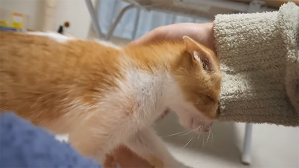 なでてもらう子猫