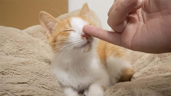 鼻先を触られている子猫