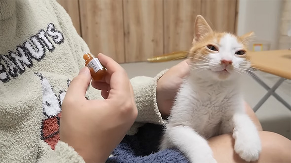 子猫の首の後ろを保定