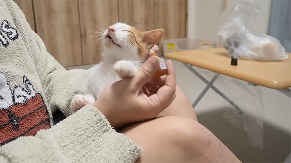 薬を持つ手と目をつぶった子猫