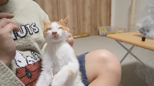 仏のような顔をした子猫