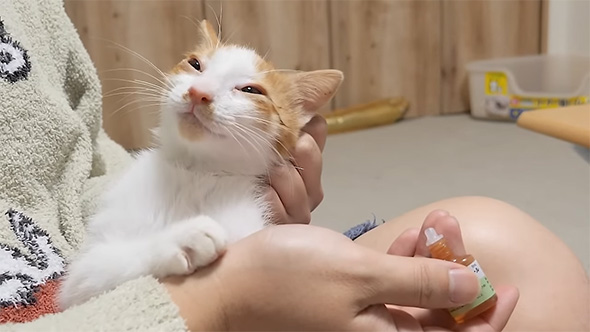 薬を持つ手と半分目を開けている子猫