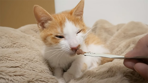 液体タイプのおやつを食べる子猫