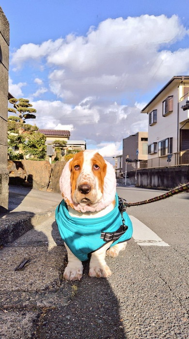 お散歩中のワンコ