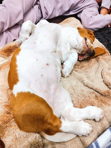 ヘソ天で寝ているワンコ