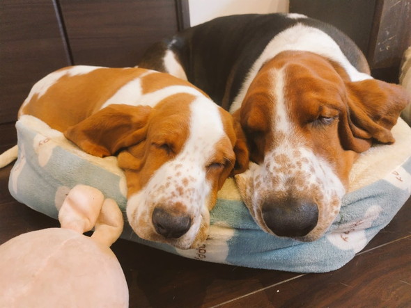 並んで寝るワンコたち