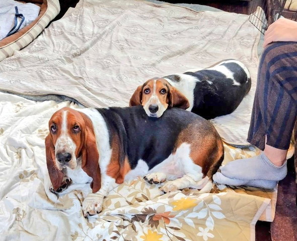 寄り添うワンコ